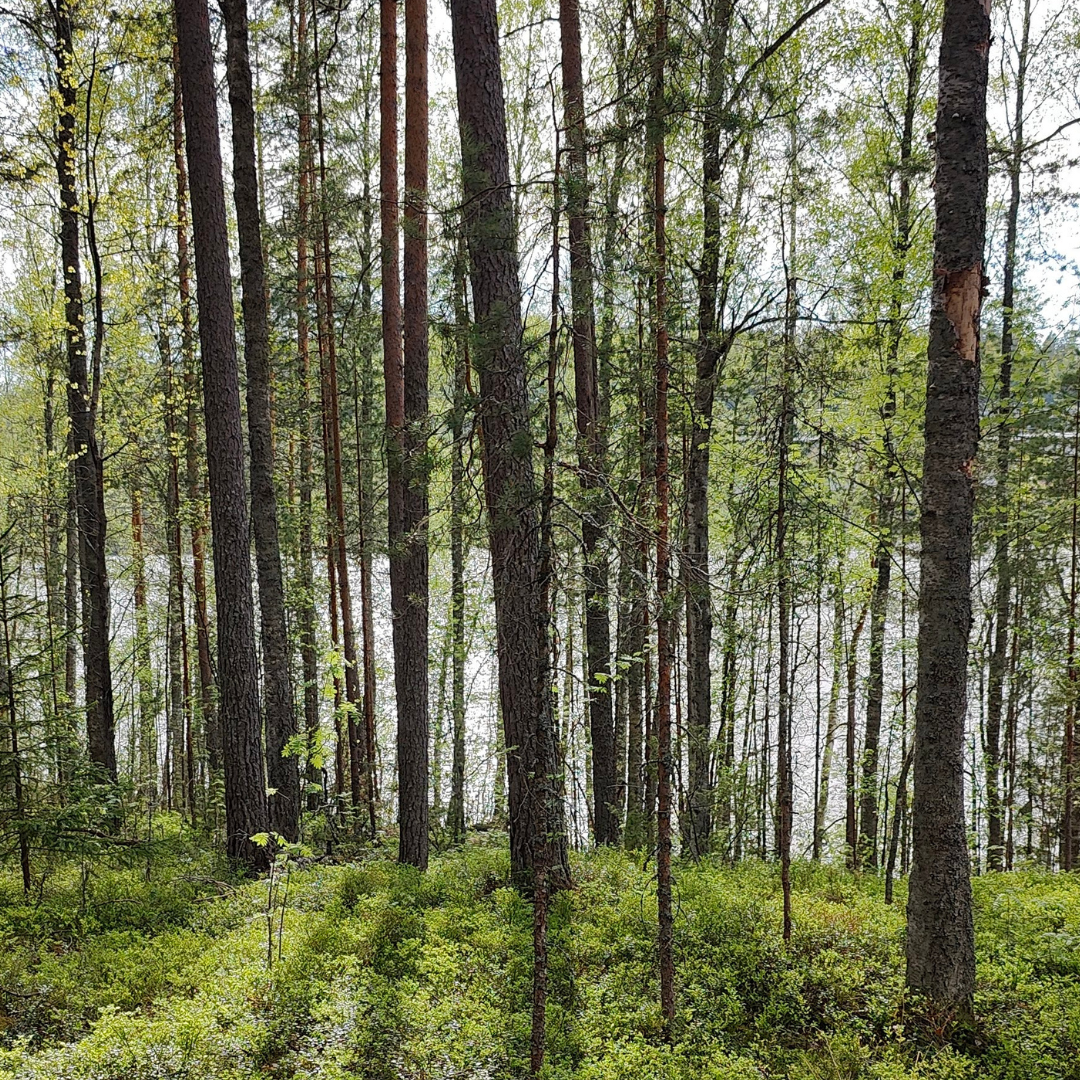 Arteenin Neuleleiri Jyväskylässä